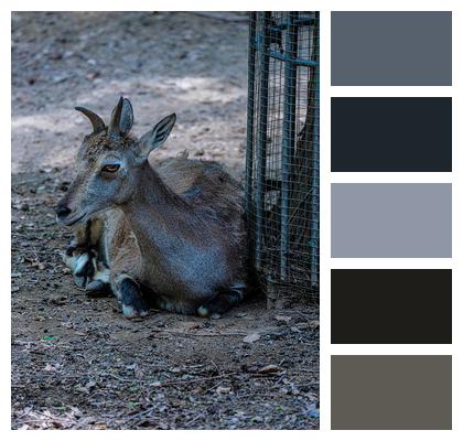 Close Up Animal Impala Image